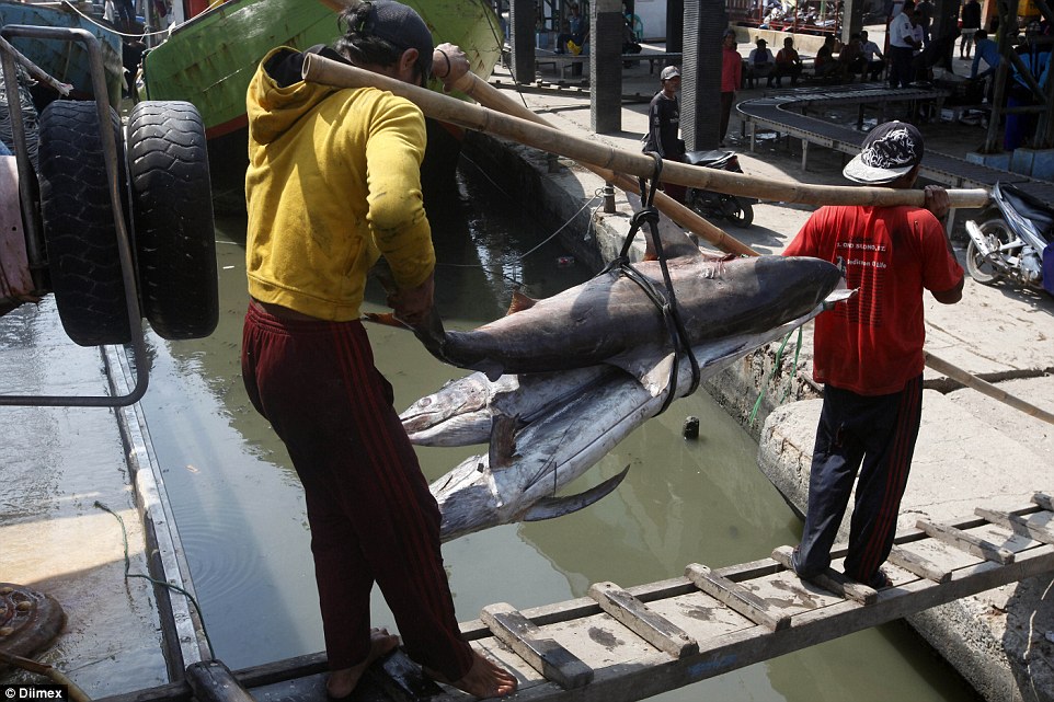 Google Dukung Indonesia Kembangkan `Global Fishing Watch` Diluncurkan 2016